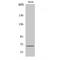 Apoptosis Inducing Factor Mitochondria Associated 1 antibody, LS-C381966, Lifespan Biosciences, Western Blot image 