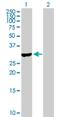 RASD Family Member 2 antibody, H00023551-B01P, Novus Biologicals, Western Blot image 