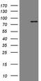 Microtubule Affinity Regulating Kinase 3 antibody, TA805764S, Origene, Western Blot image 