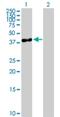 Serpin Family B Member 10 antibody, H00005273-B01P, Novus Biologicals, Western Blot image 