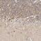 TRNA Splicing Endonuclease Subunit 2 antibody, PA5-55513, Invitrogen Antibodies, Immunohistochemistry frozen image 