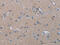 cAMP-specific 3 ,5 -cyclic phosphodiesterase 4D antibody, CSB-PA095750, Cusabio, Immunohistochemistry frozen image 