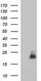 Group XVI phospholipase A2 antibody, TA506913, Origene, Western Blot image 