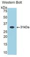 Sodium/potassium-transporting ATPase subunit beta-1 antibody, LS-C292954, Lifespan Biosciences, Western Blot image 