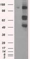 PAS Domain Containing Serine/Threonine Kinase antibody, GTX83941, GeneTex, Western Blot image 