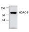 Histone Deacetylase 5 antibody, GTX21439, GeneTex, Western Blot image 