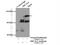 Microtubule Associated Monooxygenase, Calponin And LIM Domain Containing 2 antibody, 13965-1-AP, Proteintech Group, Immunoprecipitation image 