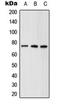 ATP Binding Cassette Subfamily D Member 1 antibody, orb216009, Biorbyt, Western Blot image 