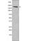 Ret Proto-Oncogene antibody, PA5-64511, Invitrogen Antibodies, Western Blot image 