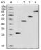 GFP antibody, AM06180PU-N, Origene, Western Blot image 