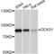 DEAD-Box Helicase 3 Y-Linked antibody, A14810, ABclonal Technology, Western Blot image 