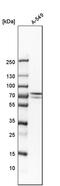 Glucosamine (UDP-N-Acetyl)-2-Epimerase/N-Acetylmannosamine Kinase antibody, PA5-55559, Invitrogen Antibodies, Western Blot image 