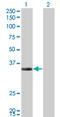 Enoyl-CoA Hydratase 1 antibody, LS-C197099, Lifespan Biosciences, Western Blot image 