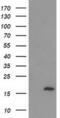 ECRG4 Augurin Precursor antibody, MA5-25508, Invitrogen Antibodies, Western Blot image 