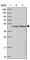 Zinc Finger With KRAB And SCAN Domains 7 antibody, HPA049906, Atlas Antibodies, Western Blot image 