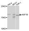 Anti-Silencing Function 1B Histone Chaperone antibody, LS-C334761, Lifespan Biosciences, Western Blot image 