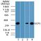 Uncoupling Protein 3 antibody, NBP2-24608, Novus Biologicals, Western Blot image 