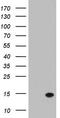 Galectin 2 antibody, LS-C338697, Lifespan Biosciences, Western Blot image 