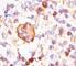 BCL2 Like 1 antibody, V2011IHC-7ML, NSJ Bioreagents, Immunohistochemistry frozen image 