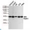 RAD51 Recombinase antibody, LS-C813222, Lifespan Biosciences, Western Blot image 