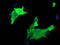 Parvin Alpha antibody, LS-C174634, Lifespan Biosciences, Immunofluorescence image 