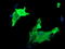 Matrix-remodeling-associated protein 2 antibody, LS-C174634, Lifespan Biosciences, Immunofluorescence image 