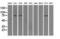 Tubulin Tyrosine Ligase Like 12 antibody, GTX83473, GeneTex, Western Blot image 