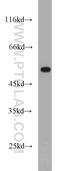 SS-A antibody, 12108-1-AP, Proteintech Group, Western Blot image 