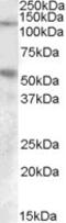 Ena/VASP-like protein antibody, 42-070, ProSci, Western Blot image 