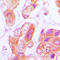DnaJ Heat Shock Protein Family (Hsp40) Member B11 antibody, LS-C353454, Lifespan Biosciences, Immunohistochemistry paraffin image 