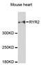 Ryanodine Receptor 2 antibody, MBS125452, MyBioSource, Western Blot image 