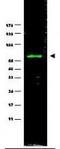 Enhancer of filamentation 1 antibody, TA319568, Origene, Western Blot image 