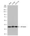 Eukaryotic Translation Initiation Factor 2 Subunit Alpha antibody, NBP1-32289, Novus Biologicals, Western Blot image 