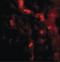 Immunity Related GTPase M antibody, LS-B2732, Lifespan Biosciences, Immunofluorescence image 