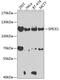 Spindle And Centriole Associated Protein 1 antibody, GTX55552, GeneTex, Western Blot image 