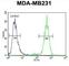 Tetratricopeptide Repeat Domain 16 antibody, abx025782, Abbexa, Western Blot image 