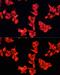 Rho GTPase Activating Protein 5 antibody, GTX65862, GeneTex, Immunocytochemistry image 