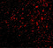 Adhesion G Protein-Coupled Receptor A2 antibody, 4371, ProSci, Immunofluorescence image 