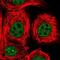 THO Complex 2 antibody, PA5-61623, Invitrogen Antibodies, Immunofluorescence image 