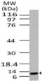 Cytochrome C, Somatic antibody, MBS668035, MyBioSource, Western Blot image 