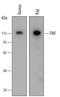 Toll Like Receptor Adaptor Molecule 1 antibody, MAB6216, R&D Systems, Western Blot image 