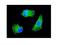 Potassium Voltage-Gated Channel Interacting Protein 2 antibody, PB9652, Boster Biological Technology, Immunofluorescence image 
