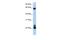 Ras Homolog Family Member D antibody, PA5-42167, Invitrogen Antibodies, Western Blot image 