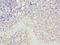 Edpk antibody, LS-C376701, Lifespan Biosciences, Immunohistochemistry paraffin image 