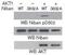Niban Apoptosis Regulator 1 antibody, PA5-37802, Invitrogen Antibodies, Western Blot image 