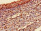 Transgelin antibody, CSB-PA00804A0Rb, Cusabio, Immunohistochemistry frozen image 