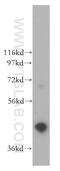 ELL Associated Factor 1 antibody, 13787-1-AP, Proteintech Group, Western Blot image 