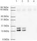 Small Ubiquitin Like Modifier 2 antibody, ab3742, Abcam, Western Blot image 