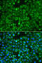 Myotubularin Related Protein 4 antibody, 23-165, ProSci, Immunofluorescence image 