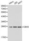 Chromobox 5 antibody, LS-C192371, Lifespan Biosciences, Western Blot image 